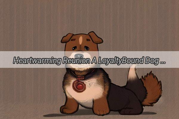 Heartwarming Reunion A LoyaltyBound Dog Returns After Its Owners Passing